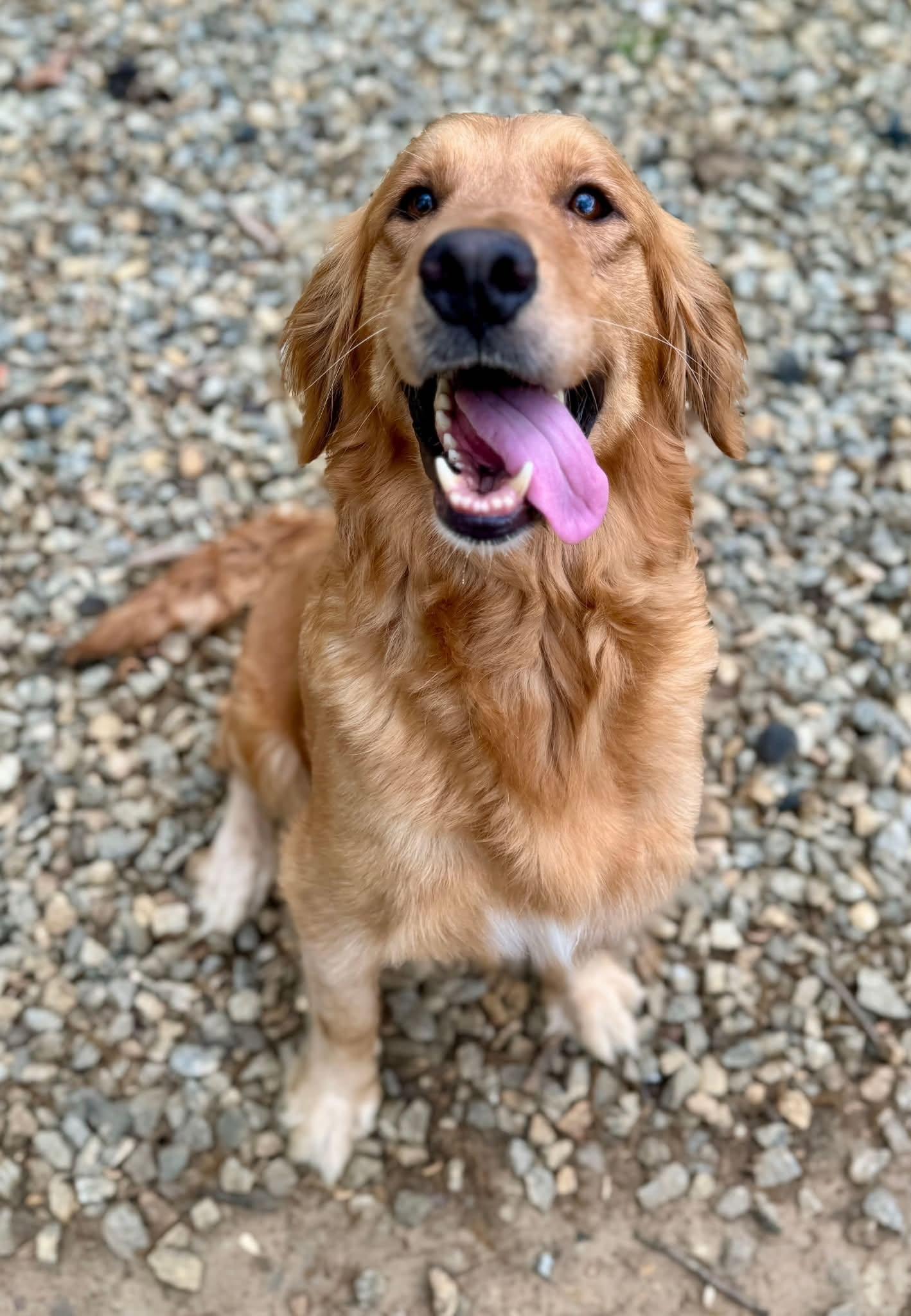 Roxy Hart, Adoptable, Adult Female Golden Retriever.