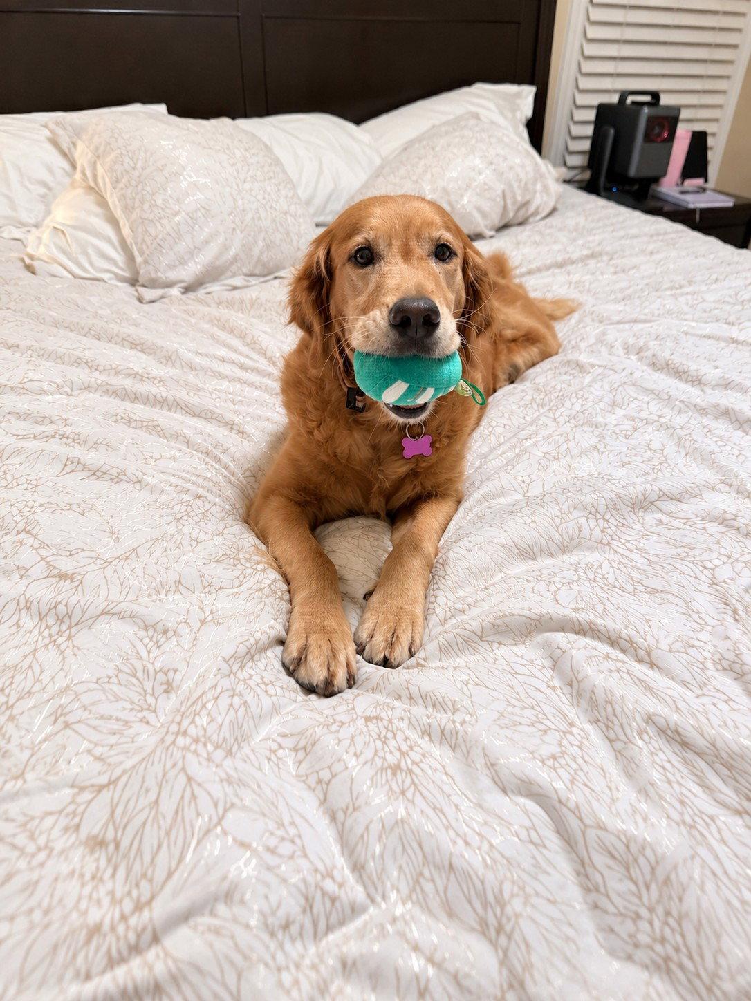 Enlarge Roxy Hart, a Adoptable Golden Retriever in Alpharetta, GA image 3/3