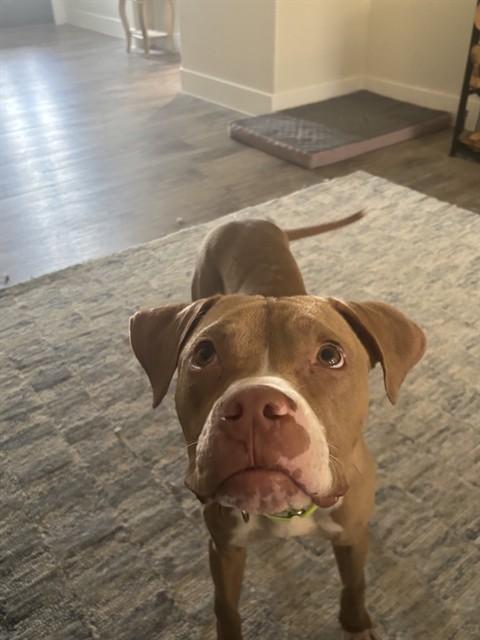GARY, Adoptable, Young Male Pit Bull Terrier.