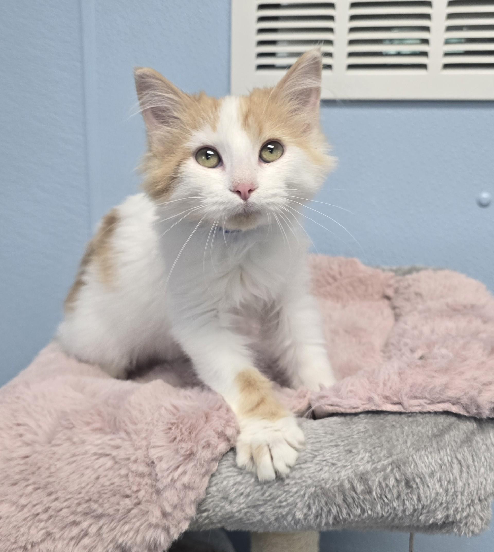 Bo, Adopted, Kitten Male Domestic Short Hair.