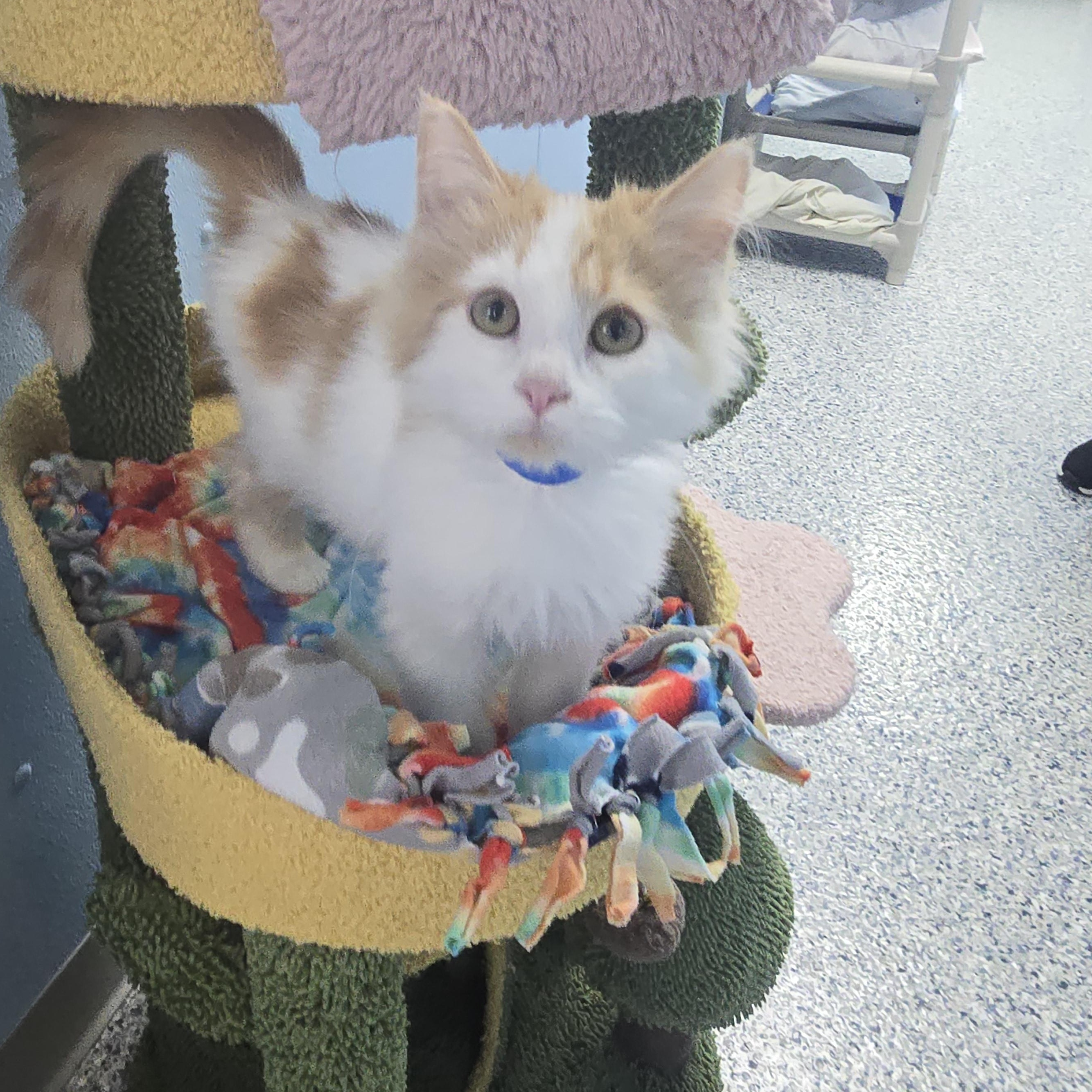 Enlarge Bo, a Adopted Domestic Short Hair in Farmington, MO image 2/2