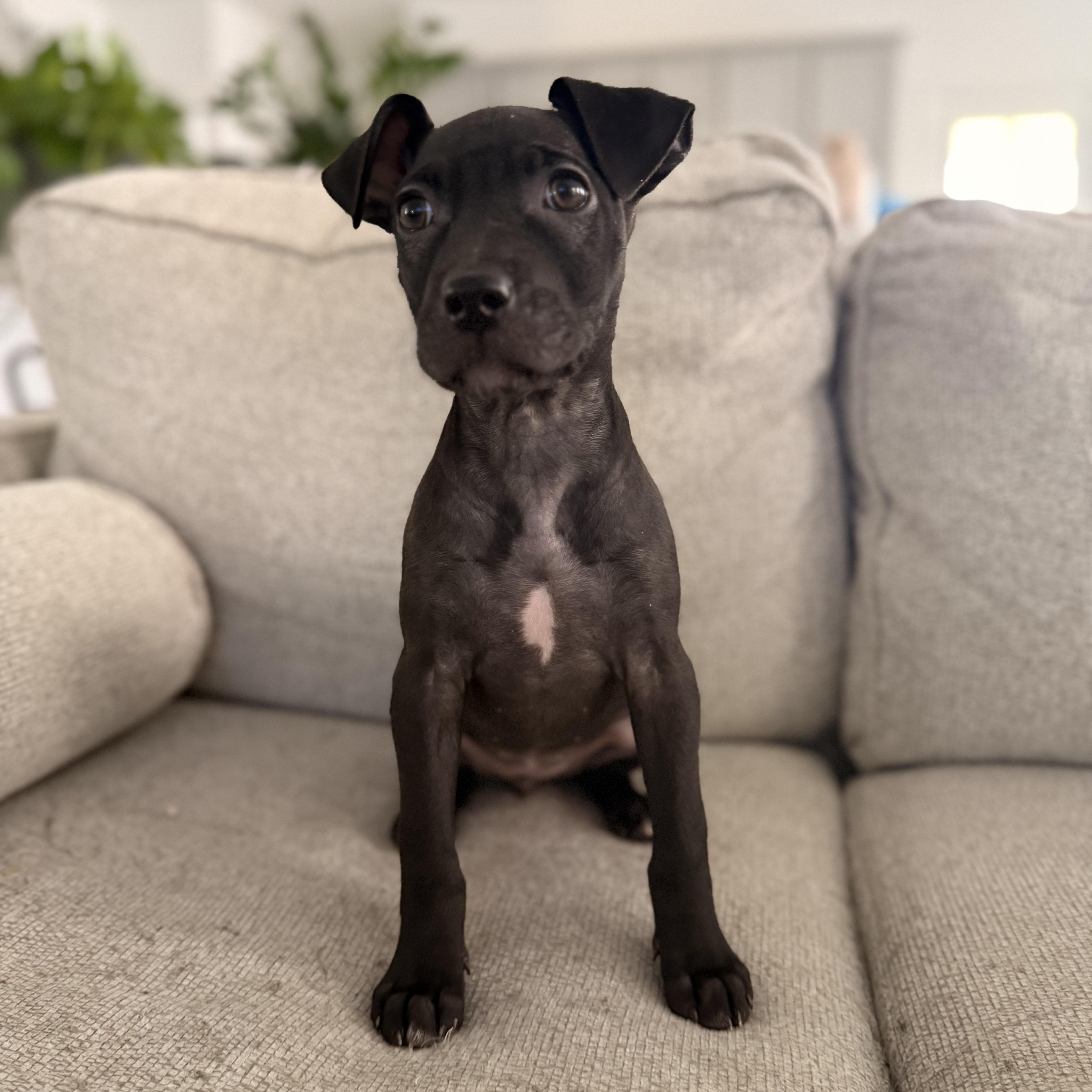 Venus, a Adoptable mixed breed in houston, TX image 4/5