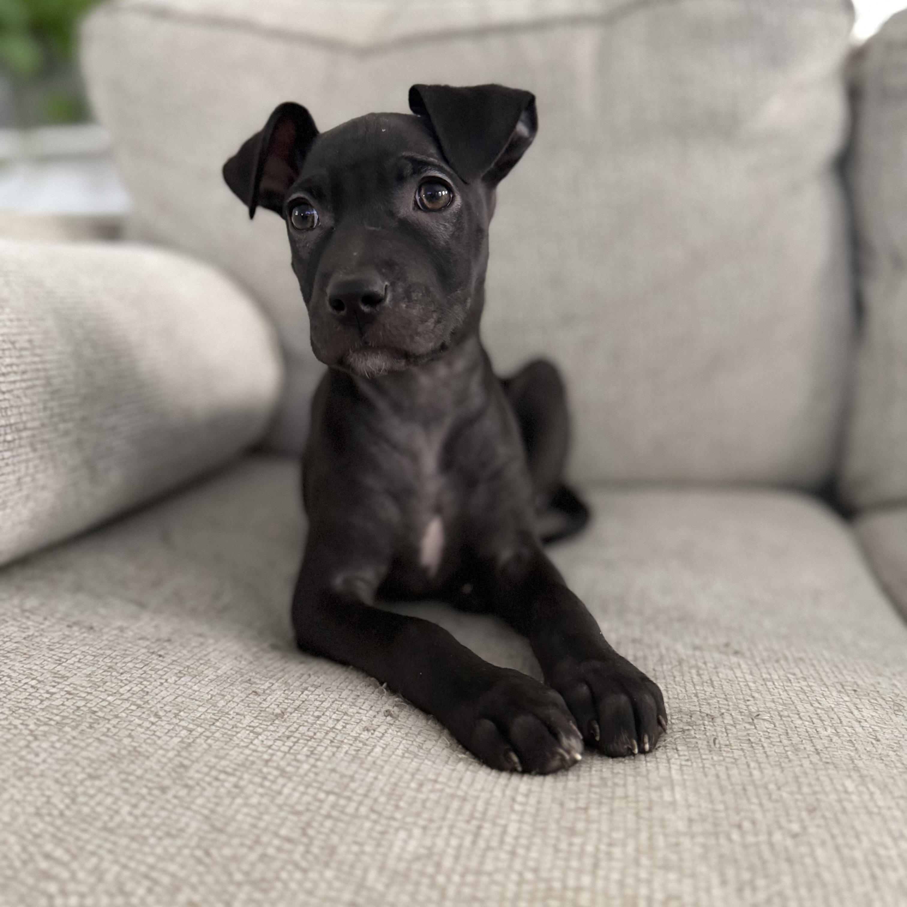 Venus, a Adoptable mixed breed in houston, TX image 1/5