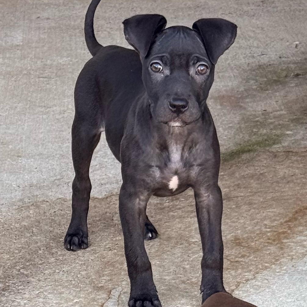 Venus, a Adoptable mixed breed in houston, TX image 3/5