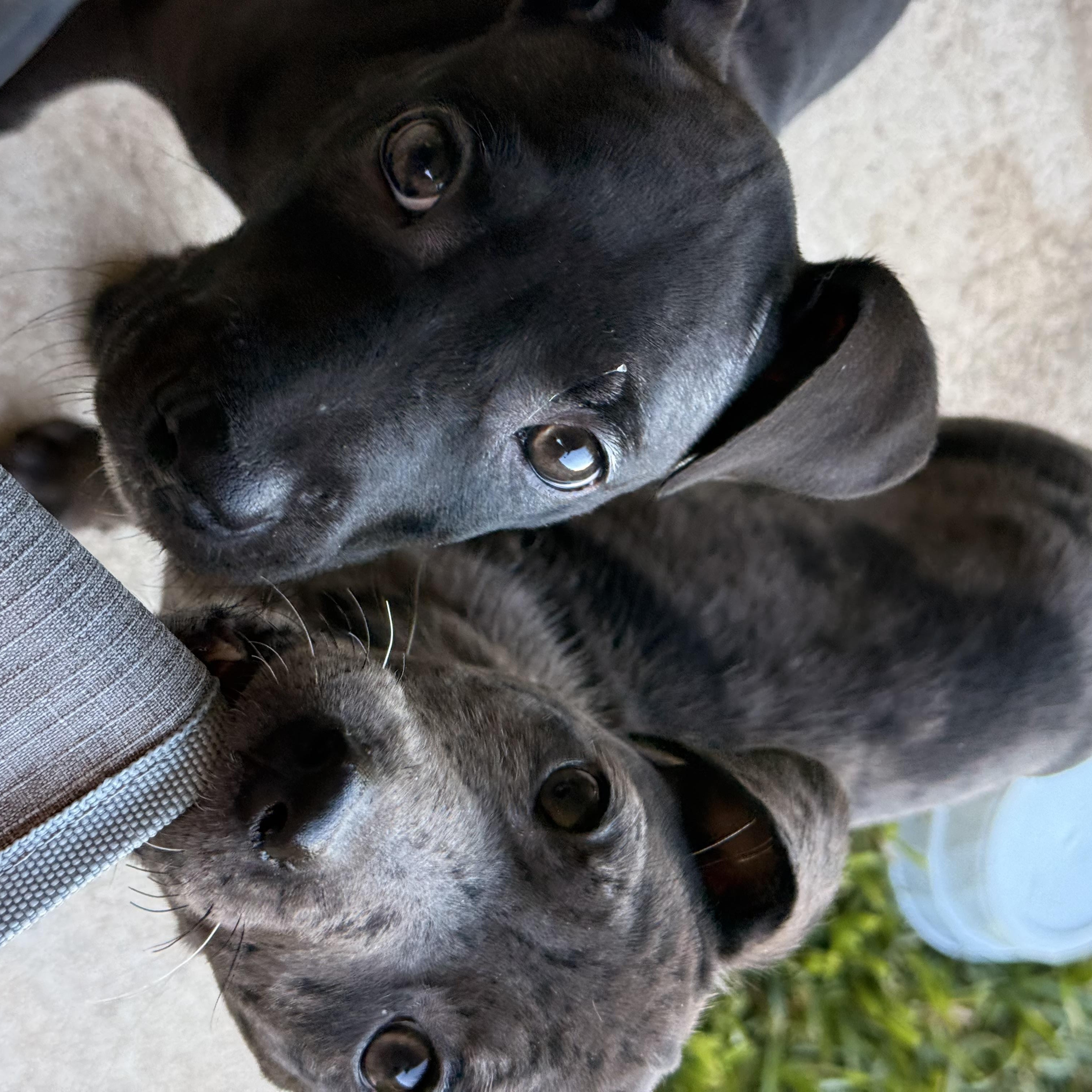 Venus, a Adoptable mixed breed in houston, TX image 5/5