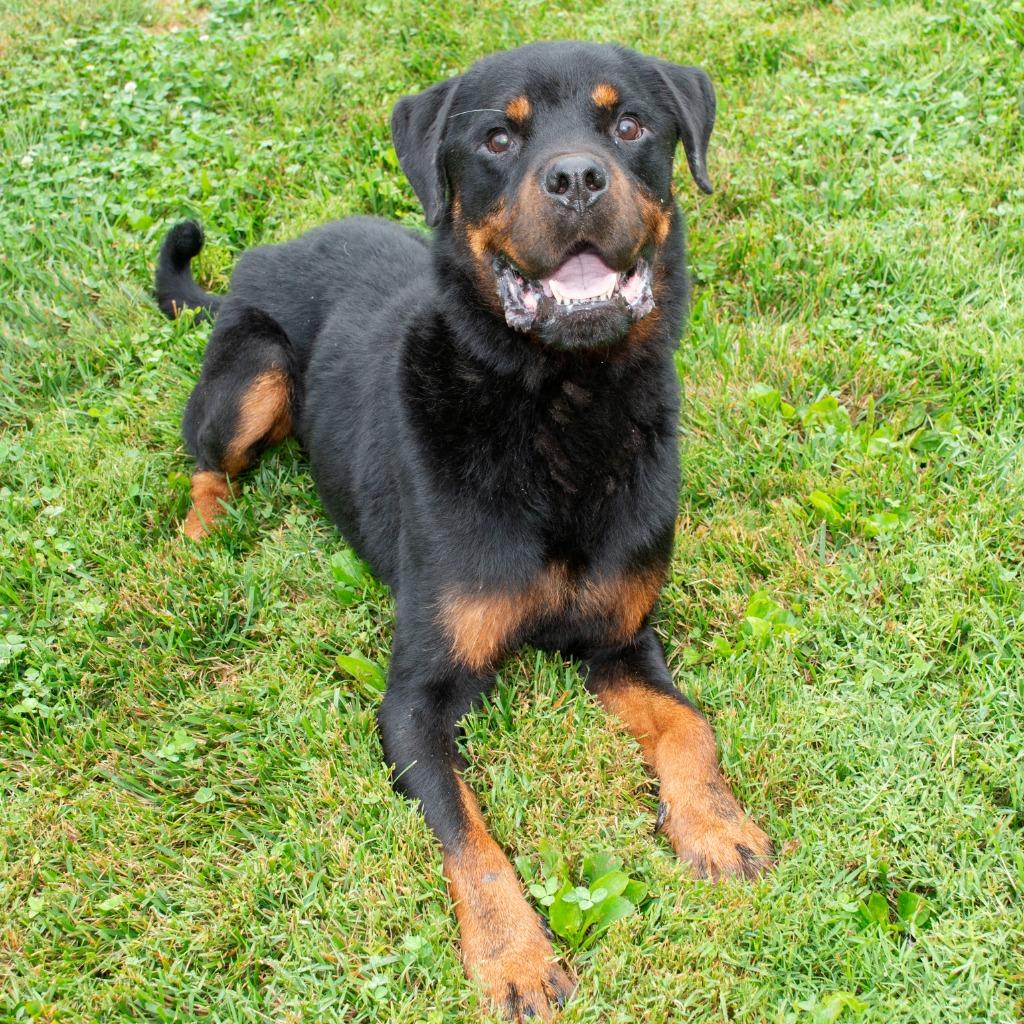 Boss, Adoptable, Adult Male Rottweiler.