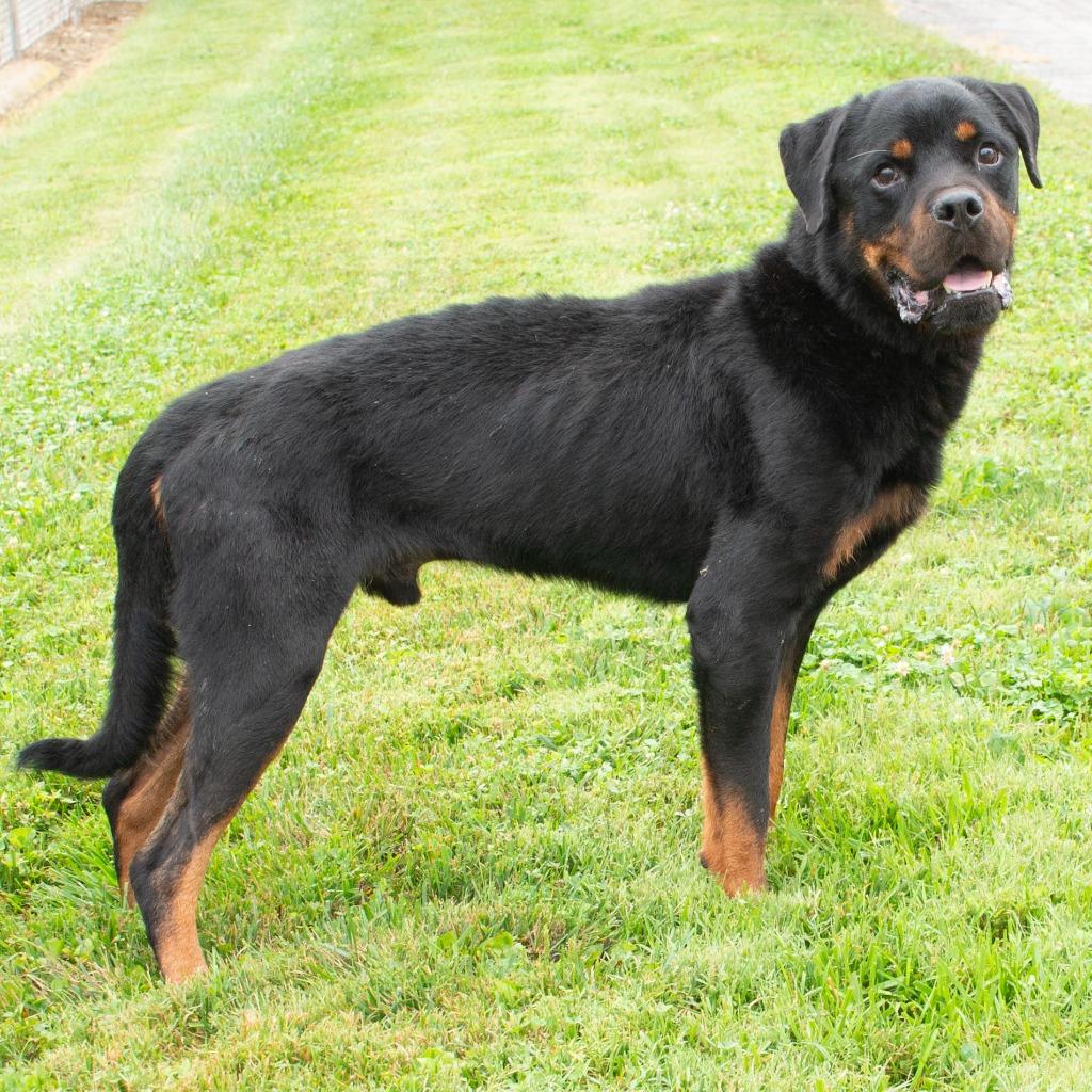 Enlarge Boss, a Adoptable Rottweiler in Troy, OH image 2/4