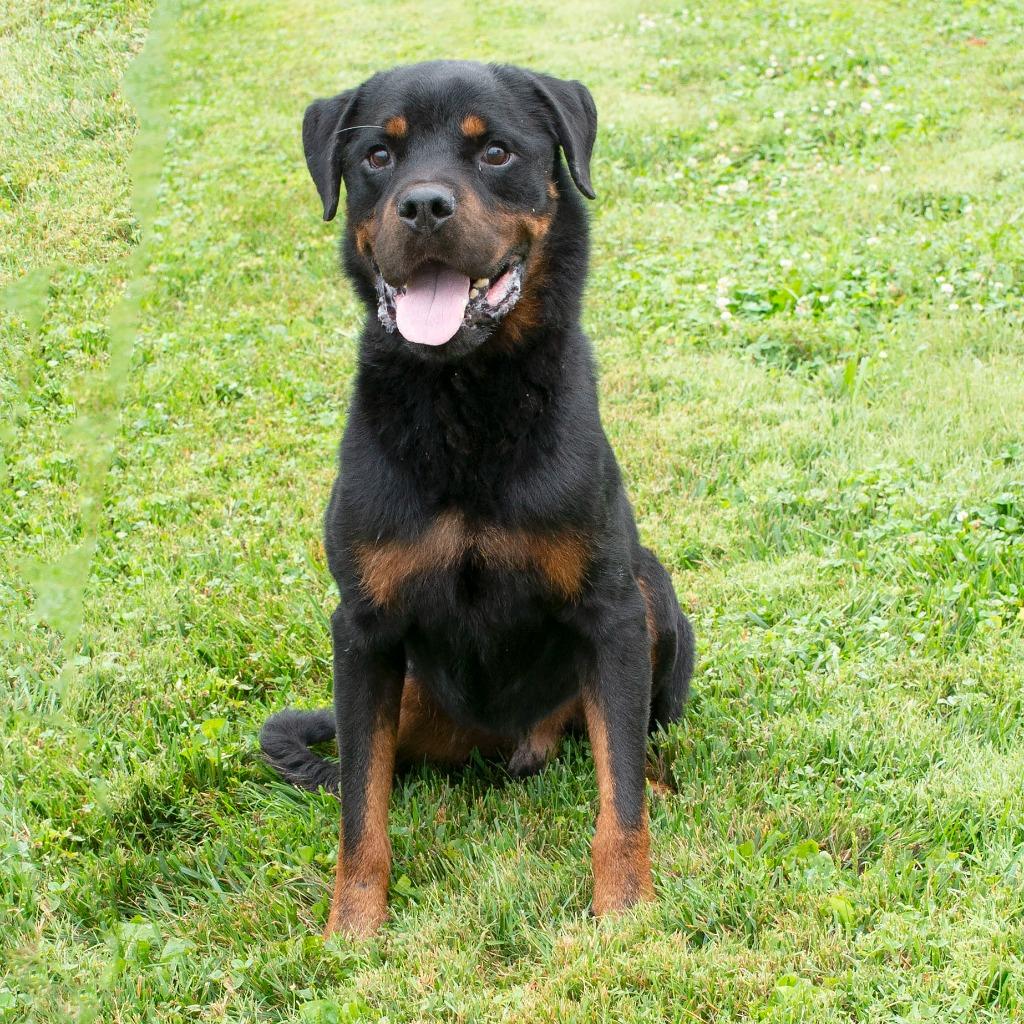 Enlarge Boss, a Adoptable Rottweiler in Troy, OH image 3/4