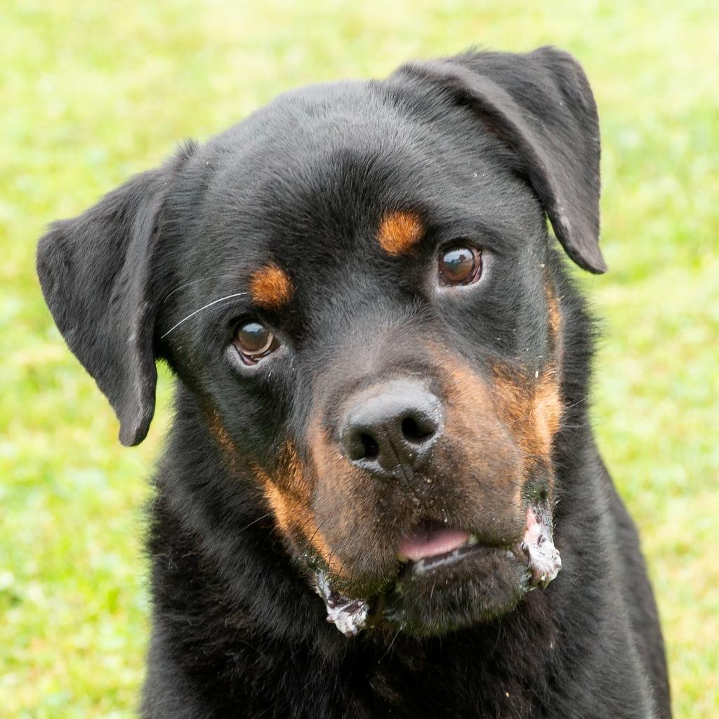 Enlarge Boss, a Adoptable Rottweiler in Troy, OH image 4/4