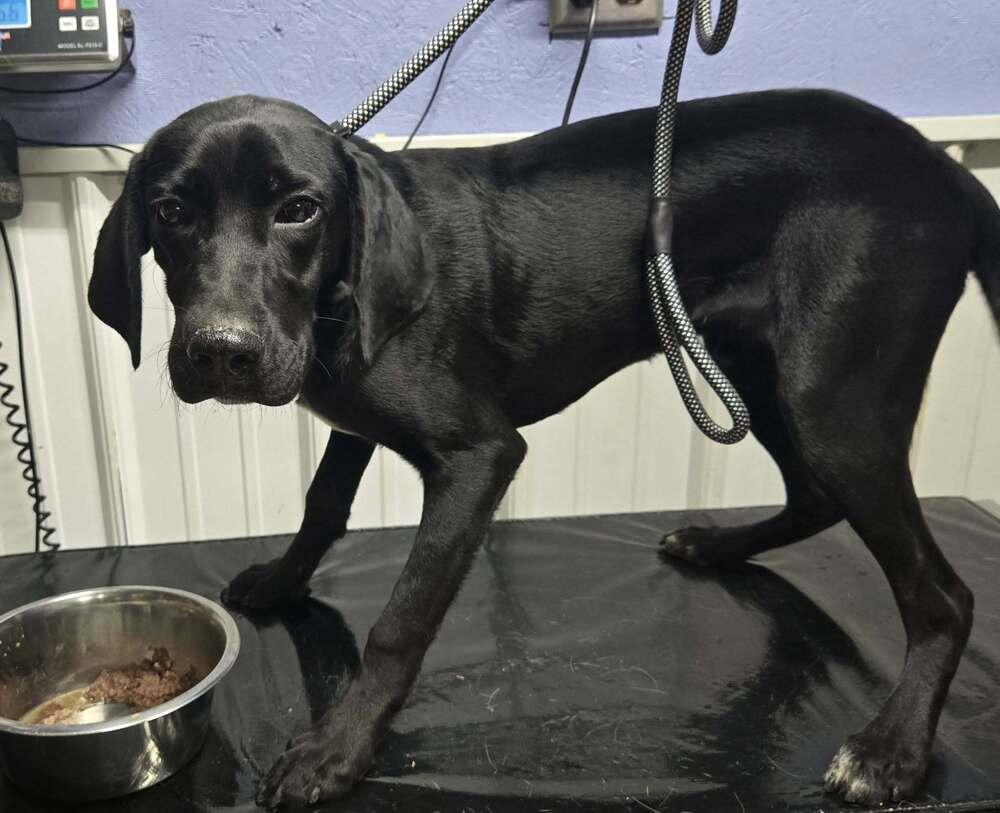 Ranger, Adoptable, Young Male Labrador Retriever.