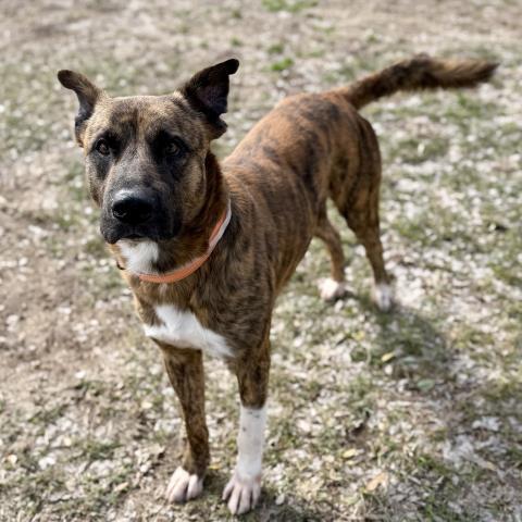 SWISS, Adoptable, Adult Male Plott Hound & Mixed Breed.