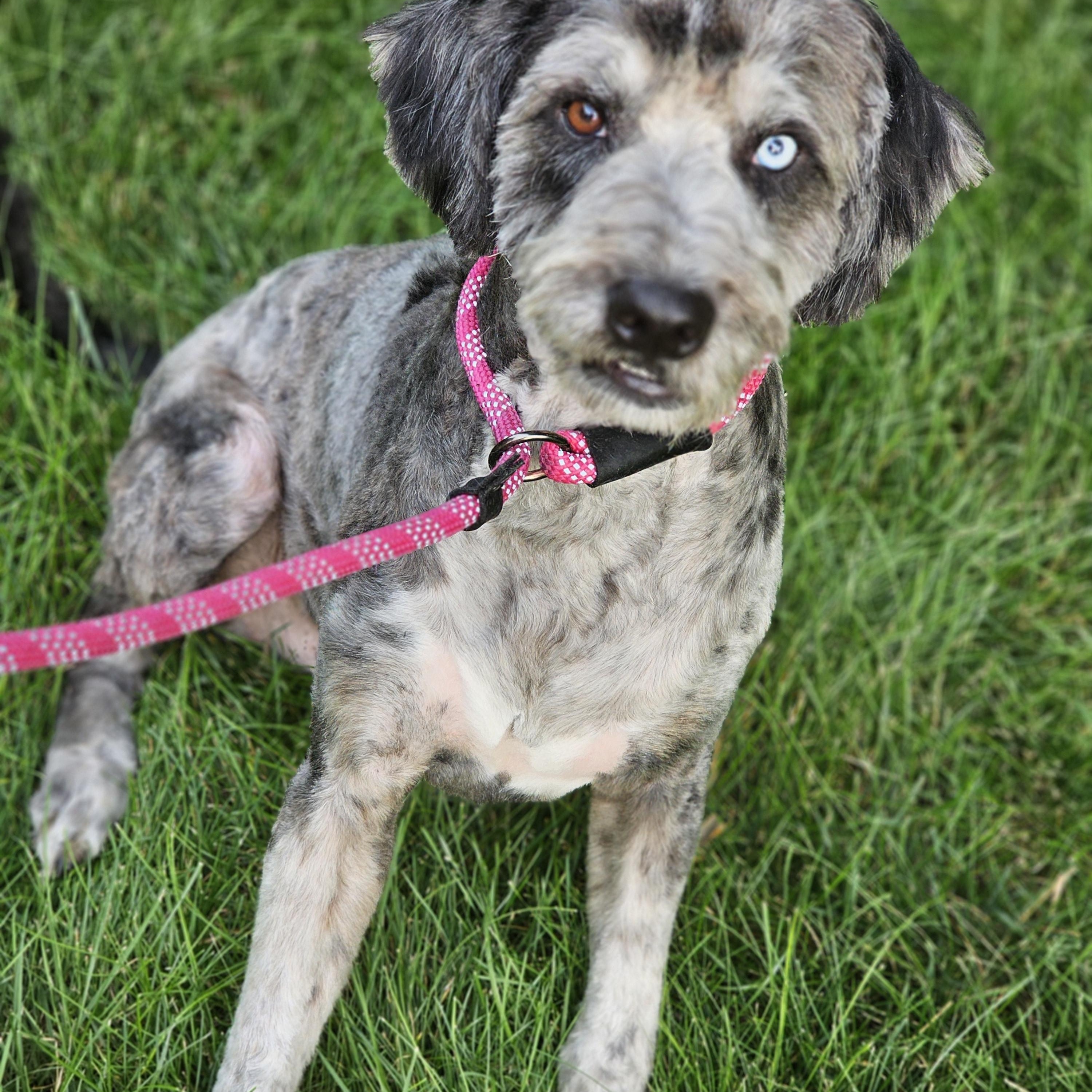 Enlarge Chewy aussiedoodle, a ADOPTABLE Aussiedoodle in O Fallon, IL image 6/6