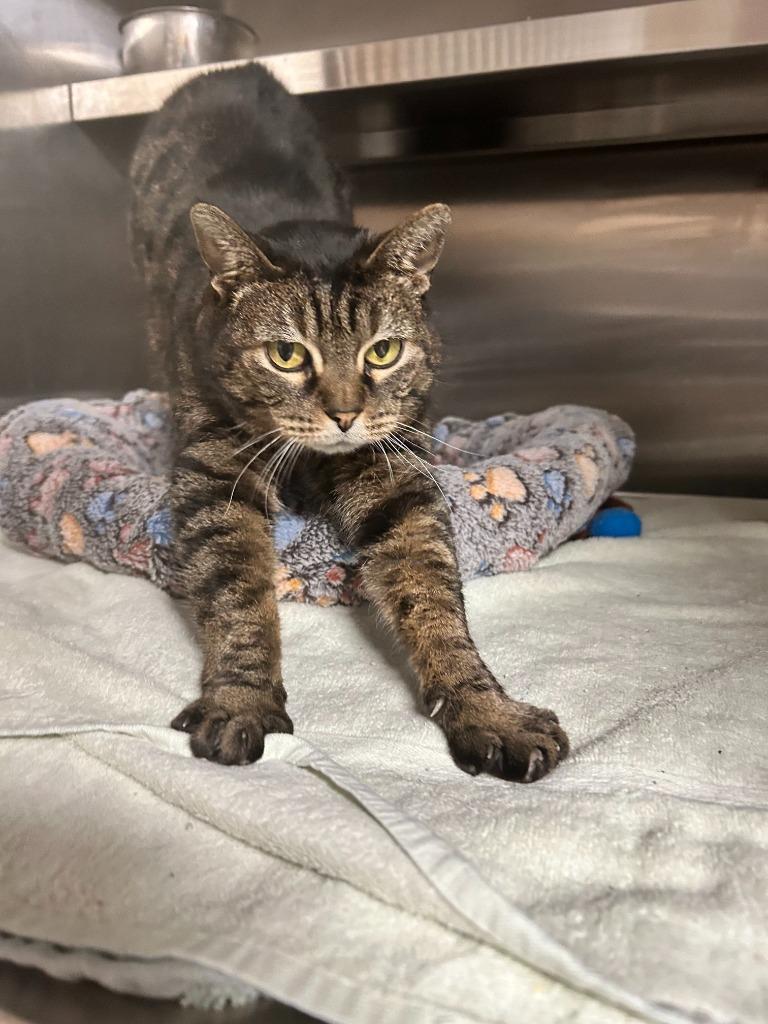 Enlarge Chips, a Adoptable mixed breed in Spooner, WI image 2/6
