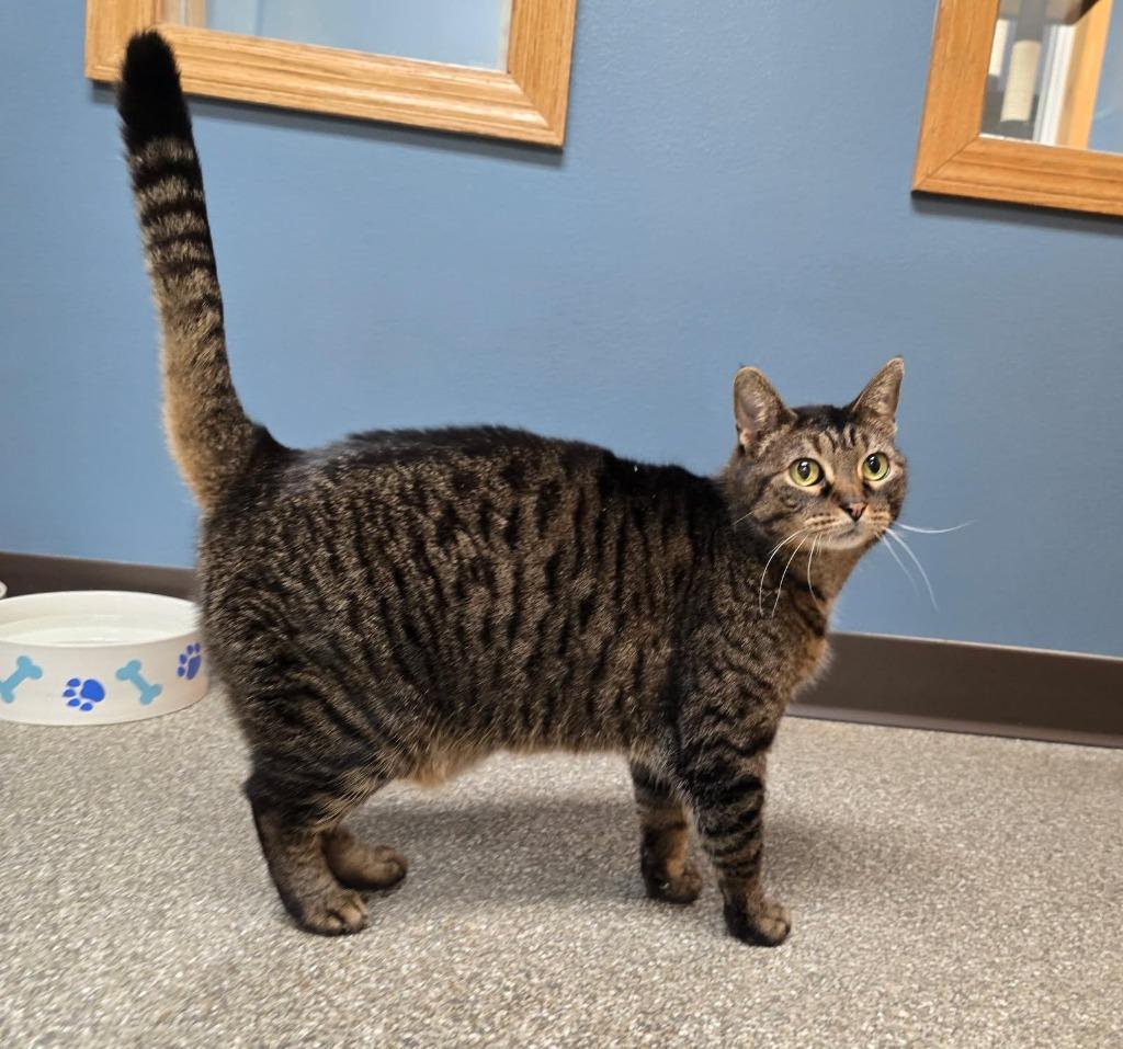Enlarge Chips, a Adoptable mixed breed in Spooner, WI image 3/6