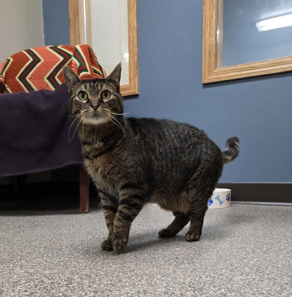 Enlarge Chips, a Adoptable mixed breed in Spooner, WI image 6/6