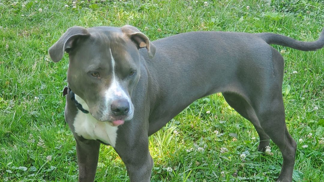 Layla, Adopted, Adult Female American Staffordshire Terrier.