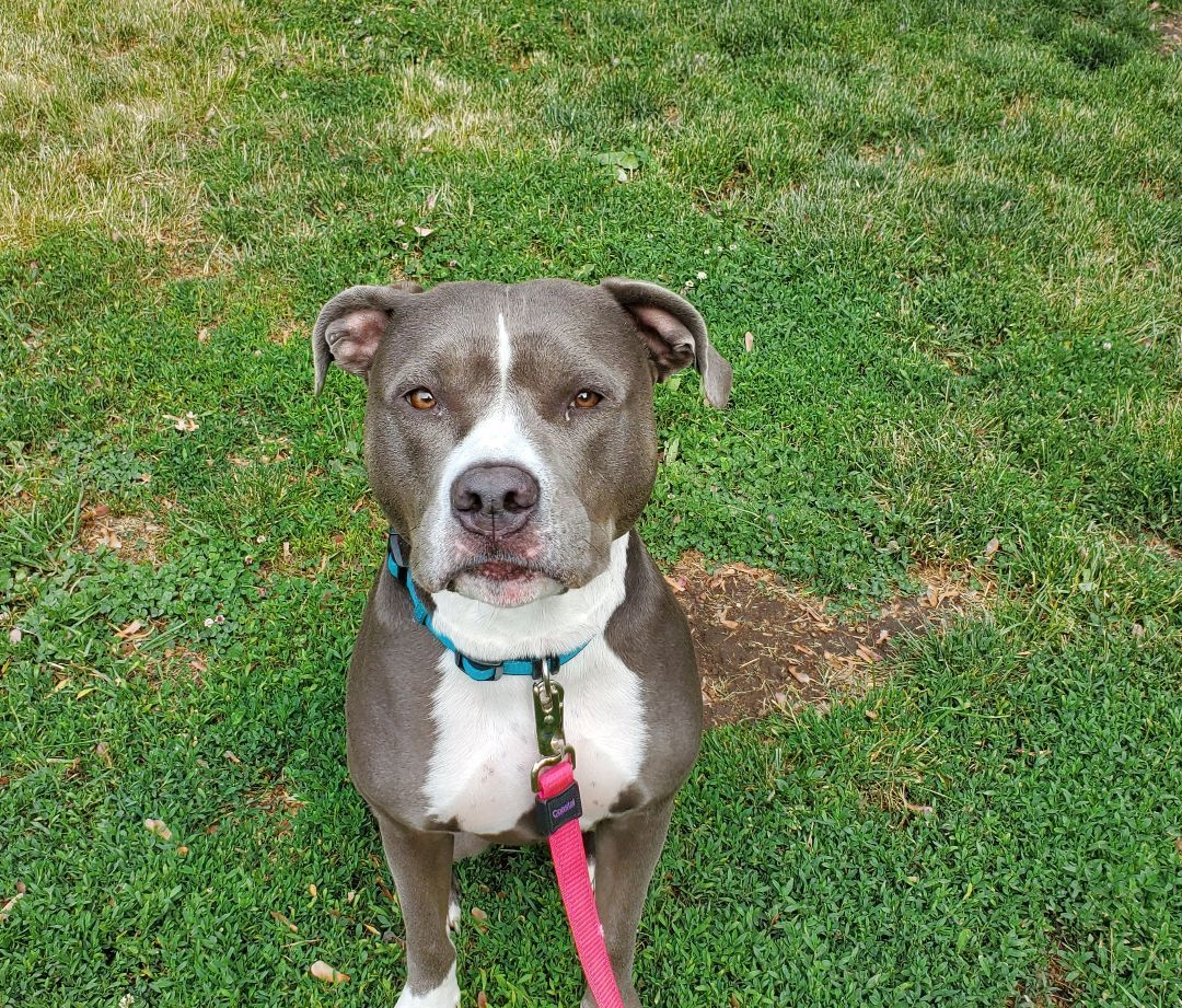 Layla, a Adopted American Staffordshire Terrier in Sheboygan, WI image 2/8