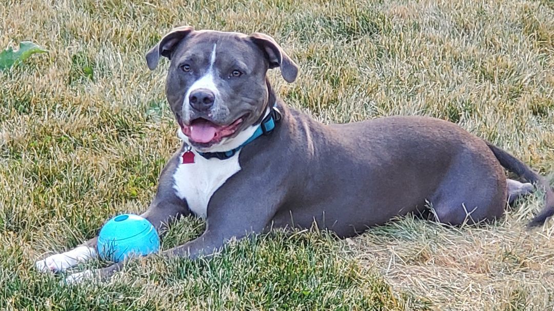 Layla, a Adopted American Staffordshire Terrier in Sheboygan, WI image 3/8
