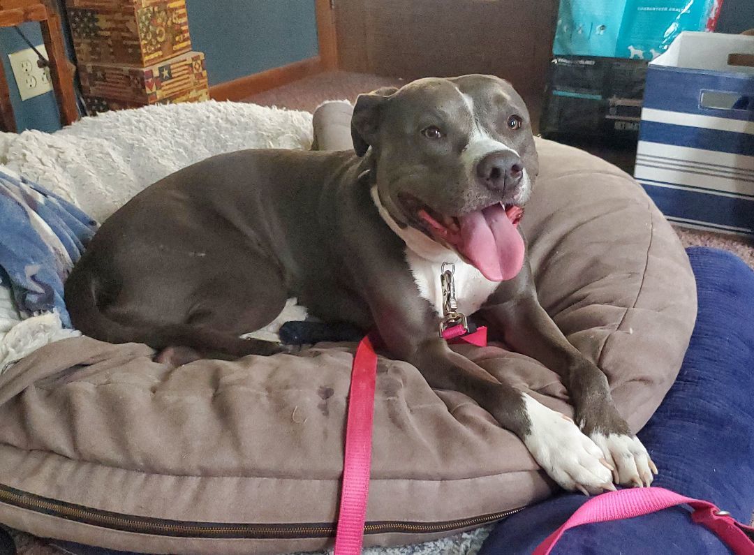 Layla, a Adopted American Staffordshire Terrier in Sheboygan, WI image 4/8