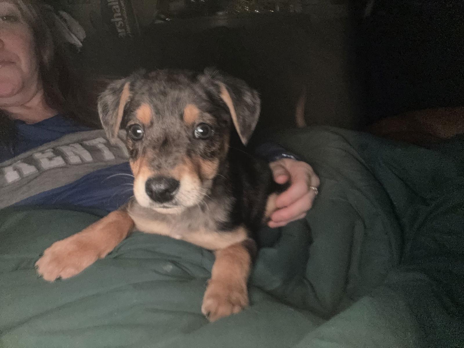 Dempsey, Adoptable, Puppy Male Labrador Retriever & Hound.