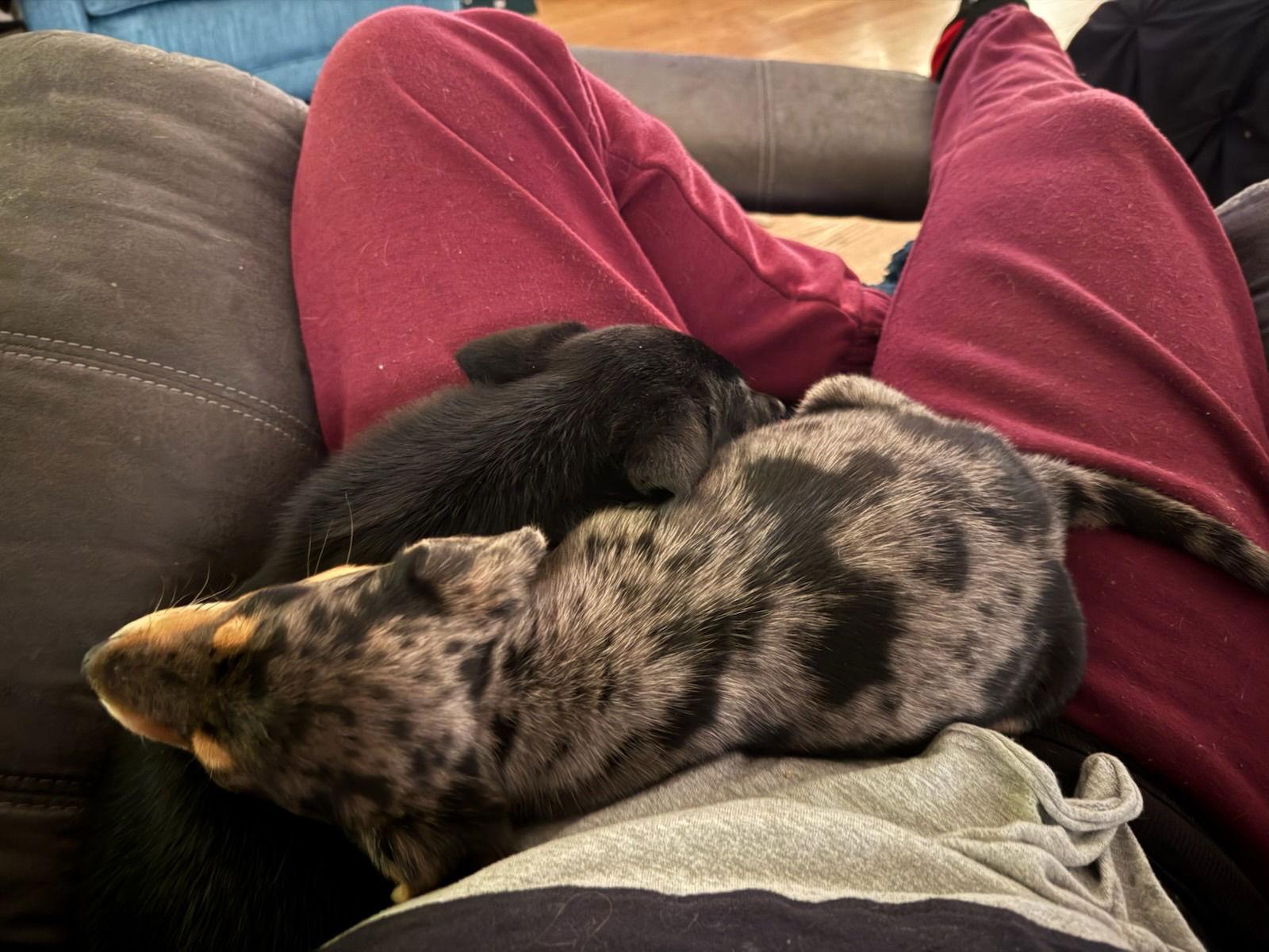 Enlarge Dempsey, a Adoptable mixed breed in Hillside, IL image 2/3