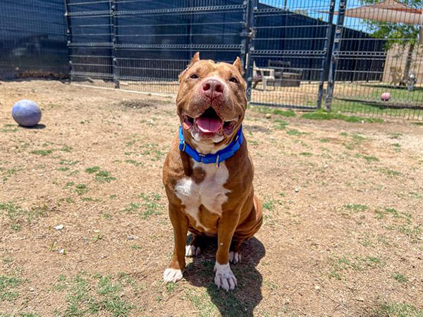 Enlarge Lyla, a Adoptable Pit Bull Terrier in Eagle, ID image 1/2