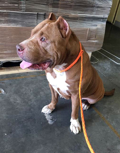 Enlarge Lyla, a Adoptable Pit Bull Terrier in Eagle, ID image 2/2