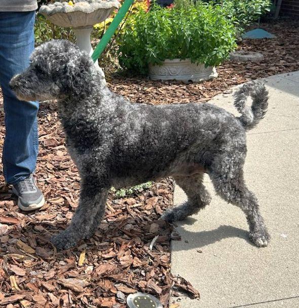 RUBY (ohiosdrescue(at)gmail.com), a ADOPTABLE Goldendoodle in Elyria, OH image 3/3