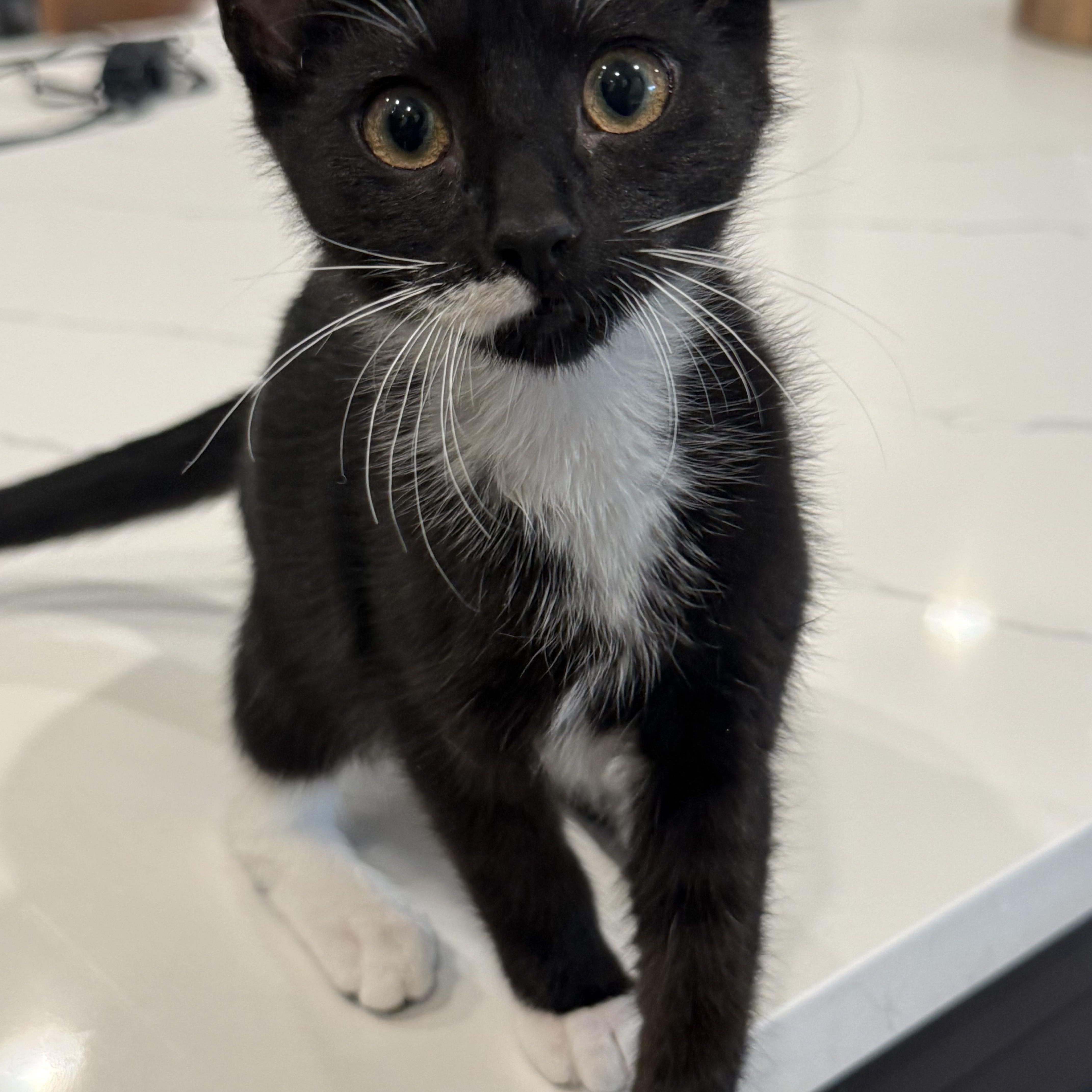 Enlarge Mama, a ADOPTABLE Domestic Short Hair in Renton , WA image 2/2