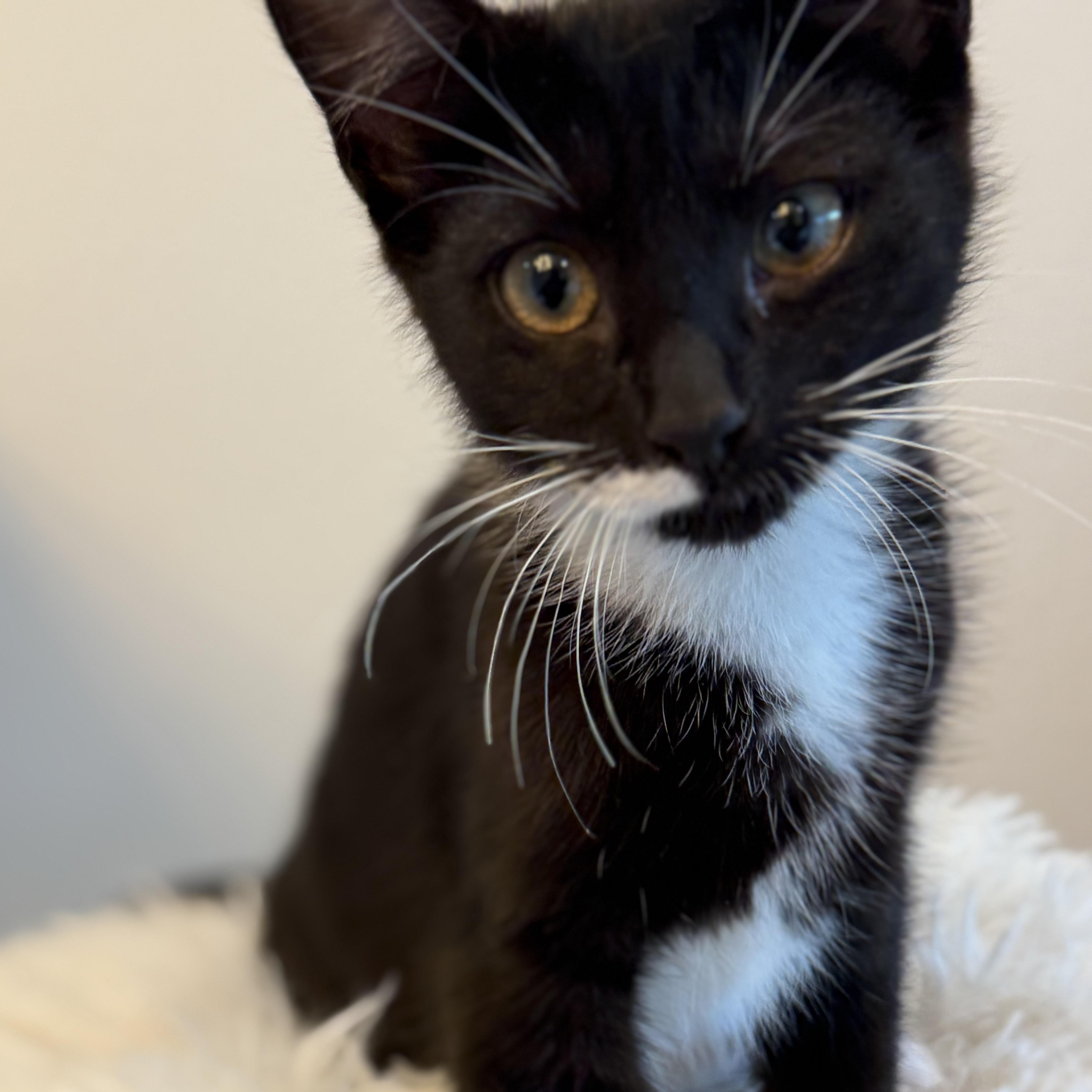 Mama, ADOPTABLE, Kitten Female Domestic Short Hair.