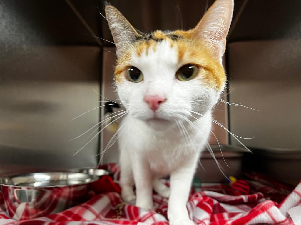 Super Nova, Adoptable, Young Female Domestic Short Hair.