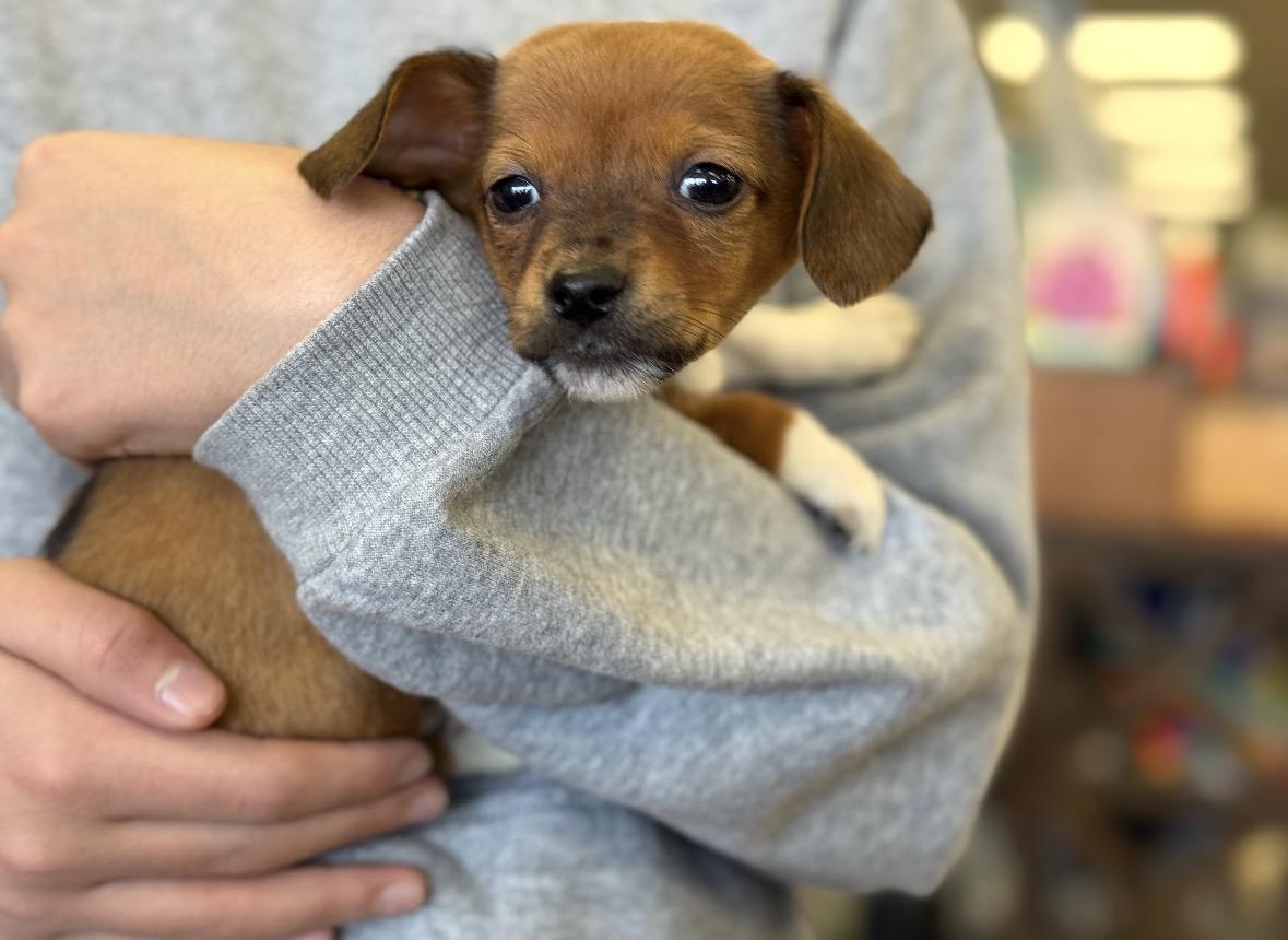 Enlarge Coke - Soda Pups Litter , a Adoptable mixed breed in Mendham, NJ image 4/5