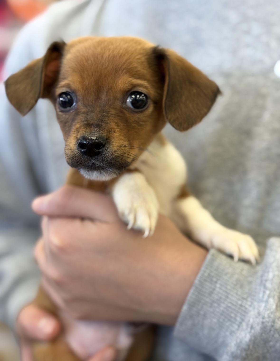 Coke - Soda Pups Litter , Adoptable, Puppy Male Dachshund & Chihuahua.