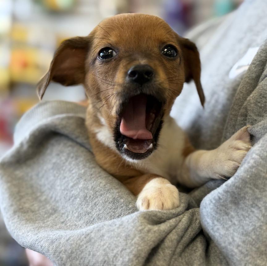 Enlarge Coke - Soda Pups Litter , a Adoptable mixed breed in Mendham, NJ image 5/5