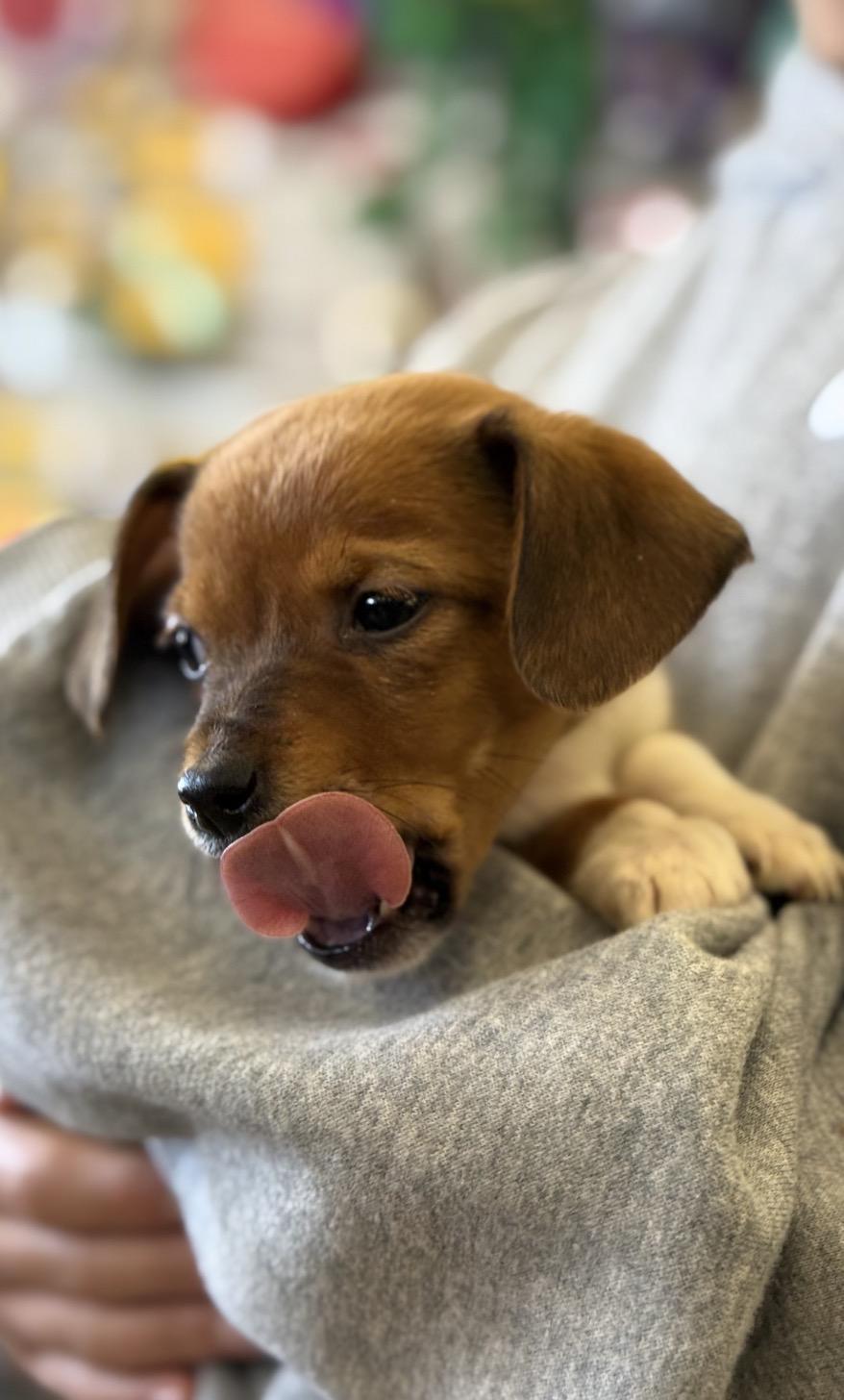 Enlarge Coke - Soda Pups Litter , a Adoptable mixed breed in Mendham, NJ image 3/5