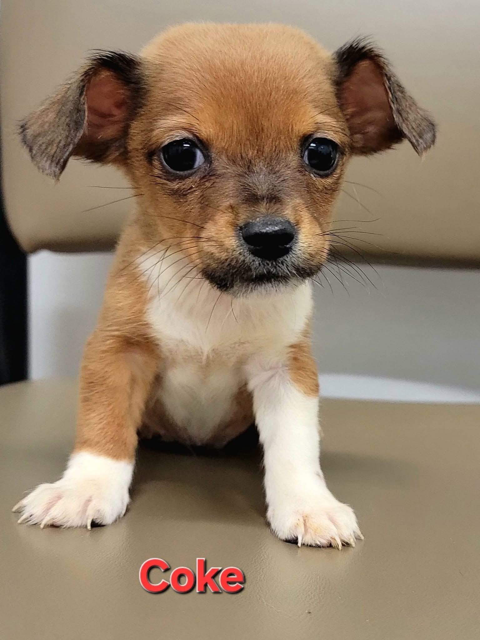 Enlarge Coke - Soda Pups Litter , a Adoptable mixed breed in Mendham, NJ image 2/5