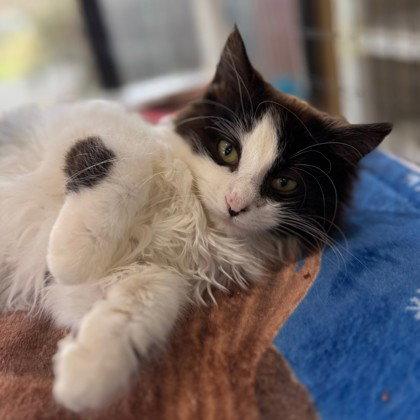 Enlarge Rosalie, a Adoptable Domestic Long Hair in Midland, VA image 1/1