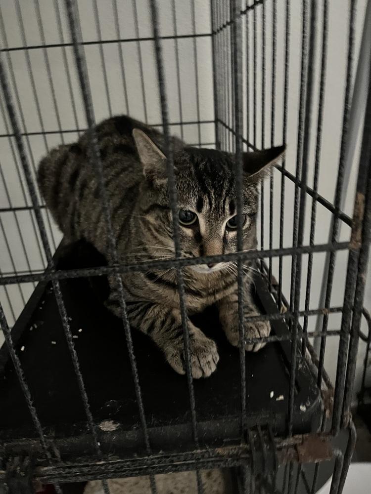 Enlarge Jabari, a Adoptable Domestic Short Hair in Jersey City, NJ image 1/1