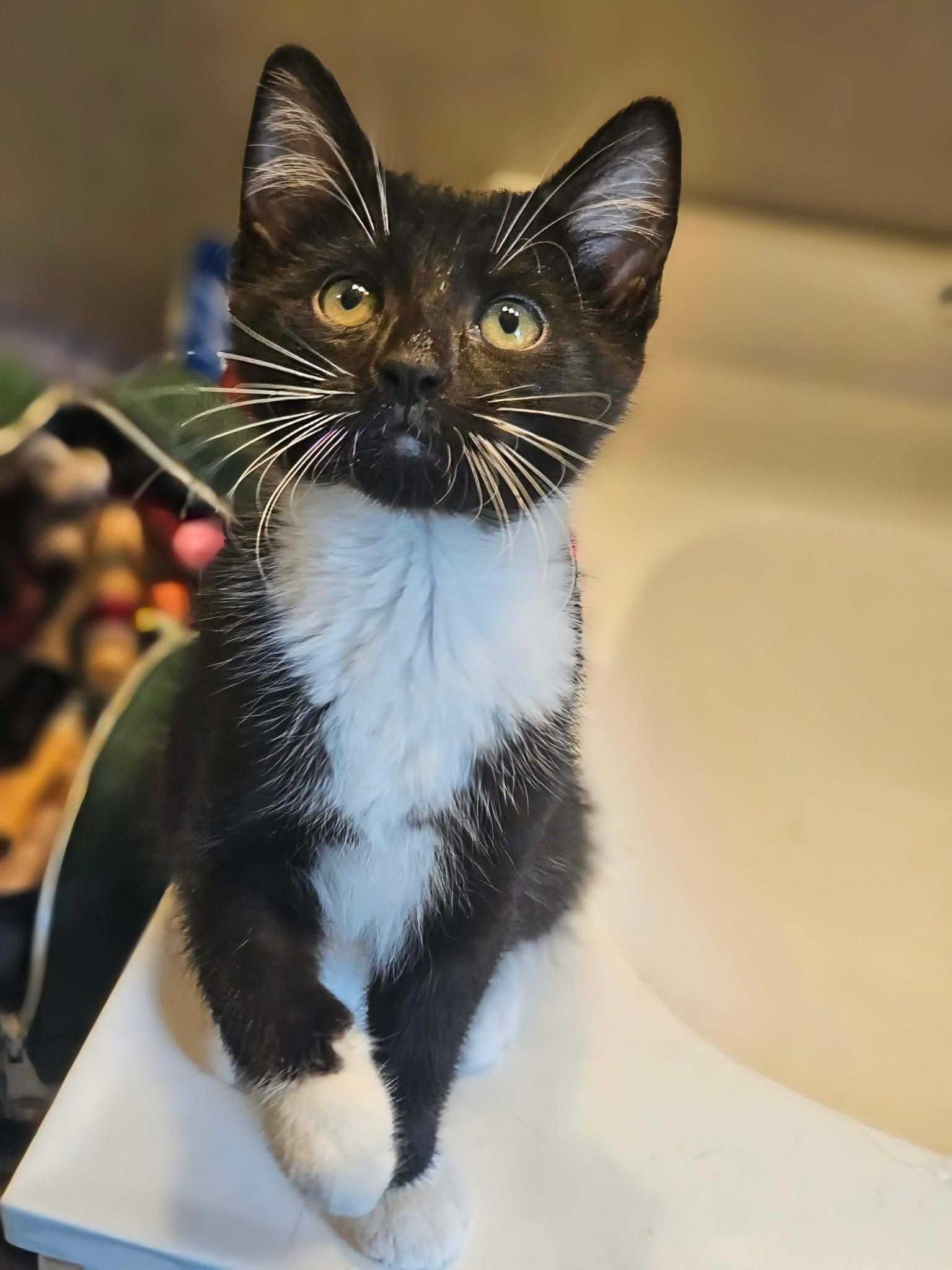 Pascal, a ADOPTABLE Domestic Short Hair in Rochester , NY image 6/6