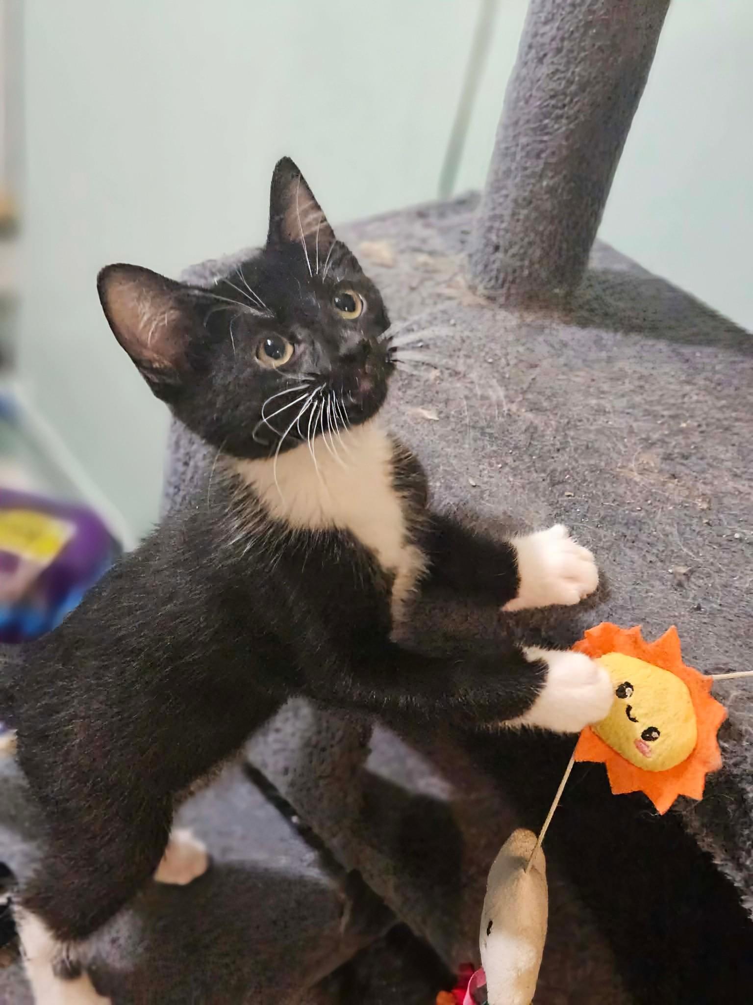 Pascal, a ADOPTABLE Domestic Short Hair in Rochester , NY image 5/6