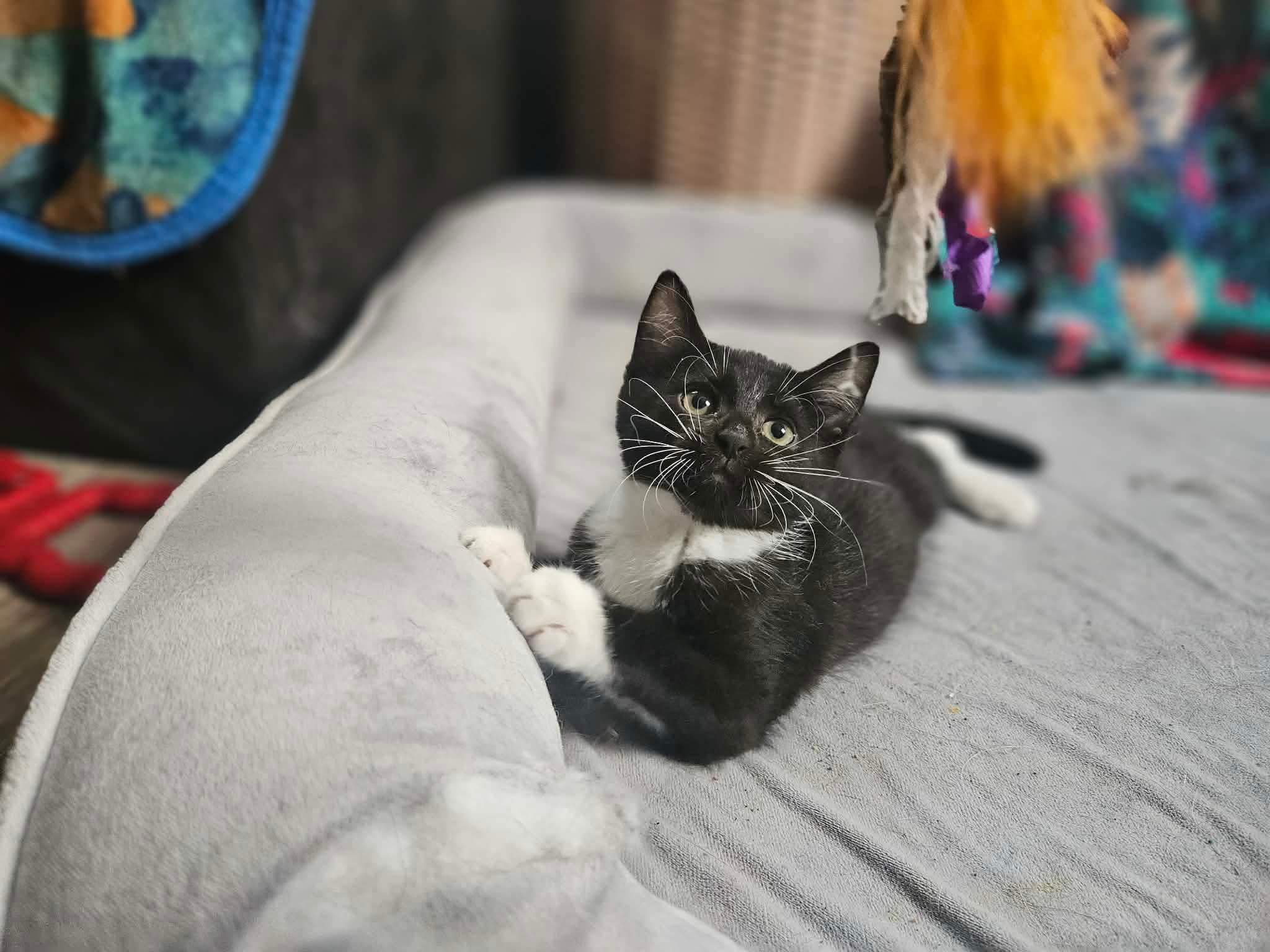 Pascal, a ADOPTABLE Domestic Short Hair in Rochester , NY image 4/6