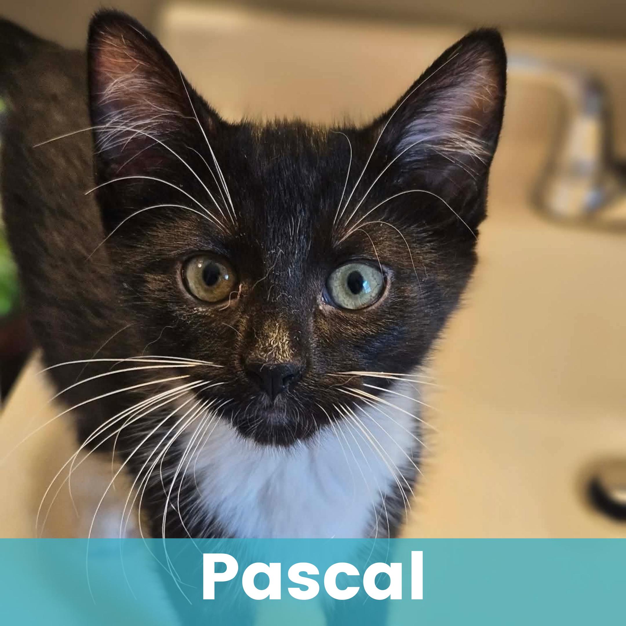 Pascal, ADOPTABLE, Kitten Male Domestic Short Hair.
