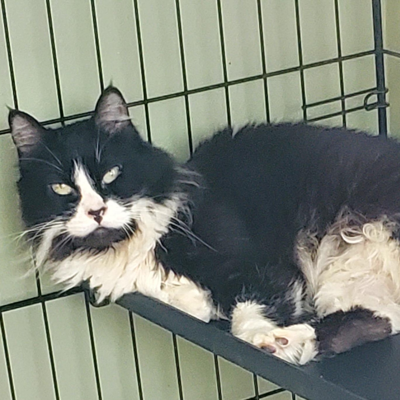 Coconut, Adult Female unknown