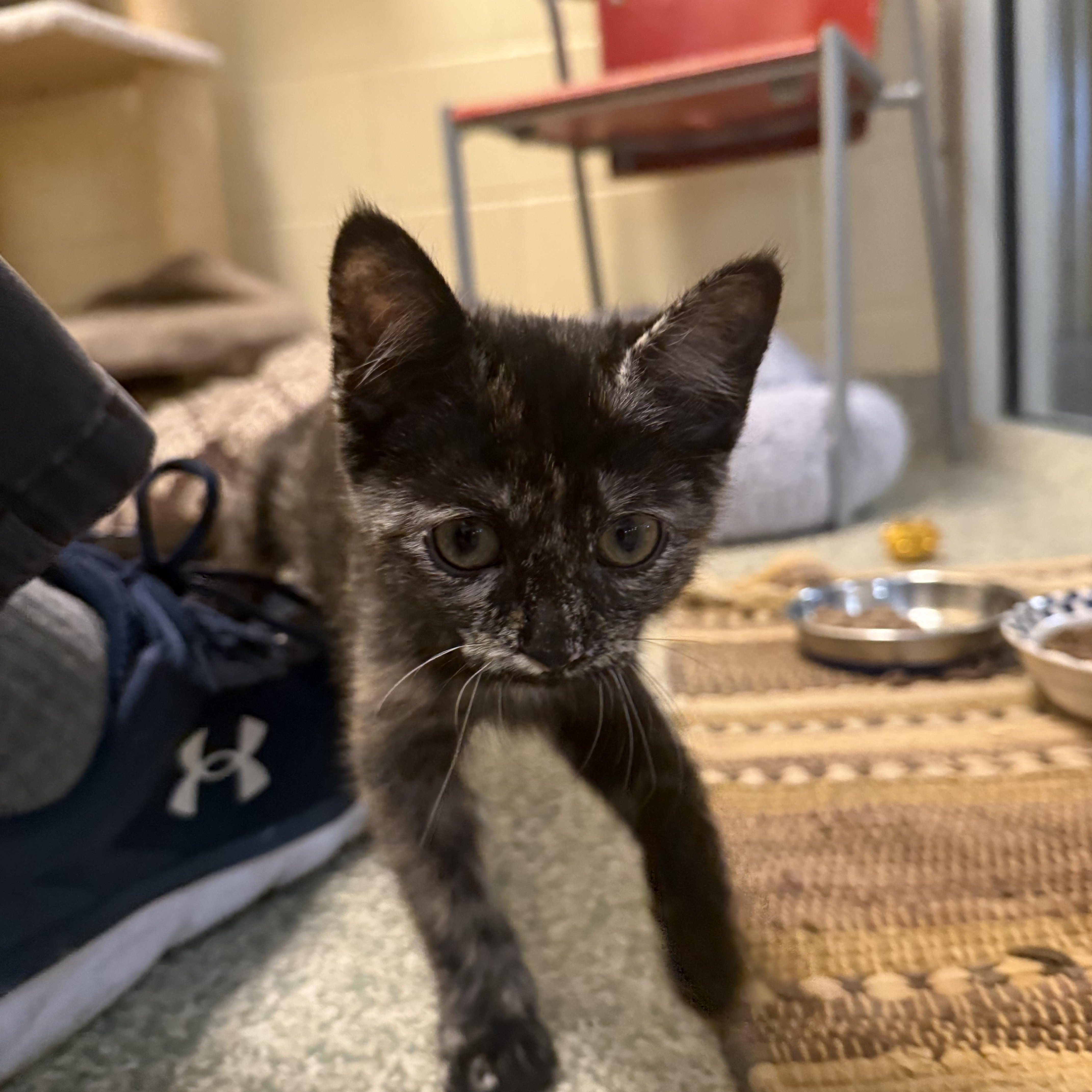 Sunfish, adopted, Young Female Domestic Short Hair.