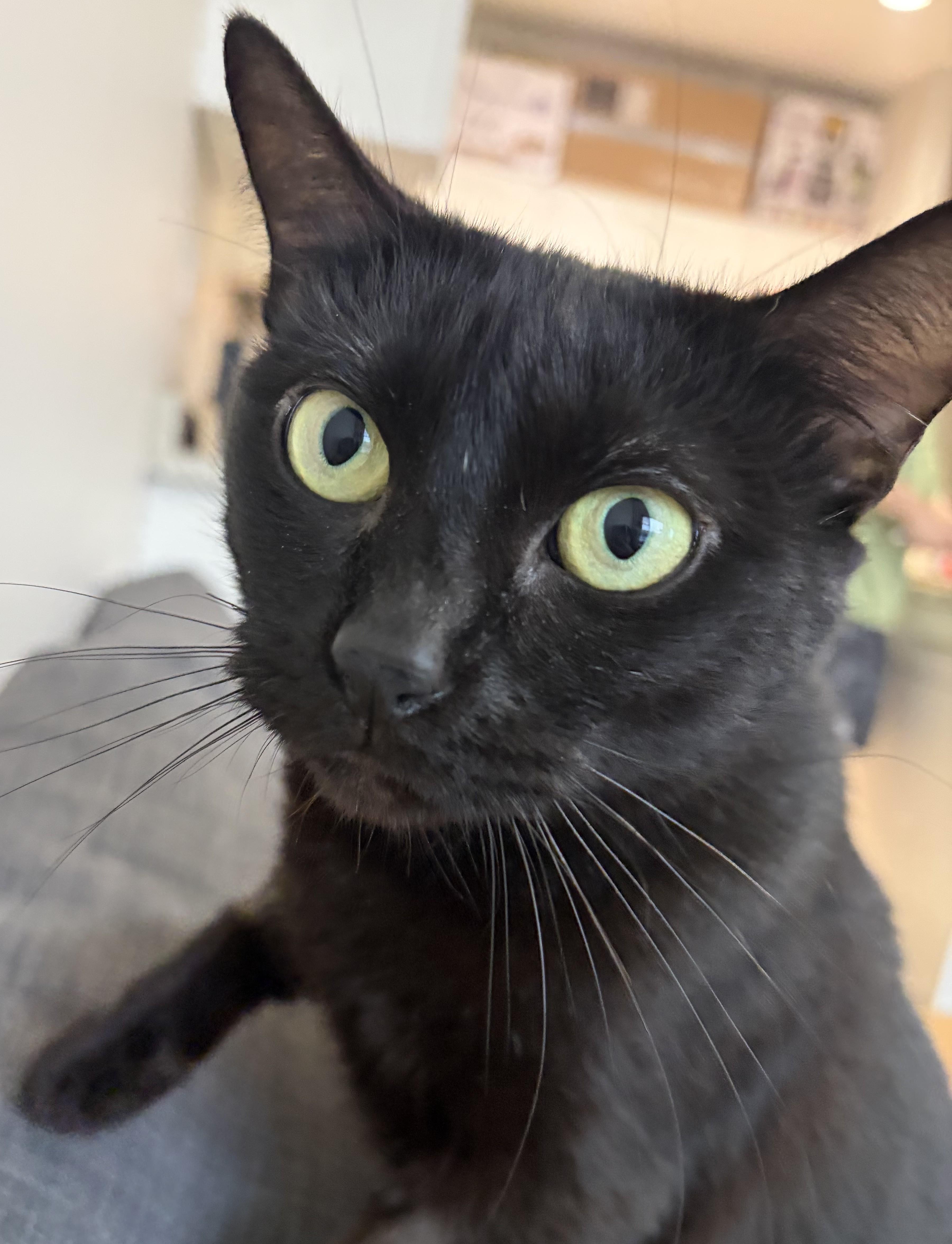 Enlarge Truffle, an adopted Domestic Short Hair in Saanichton, BC image 1/2