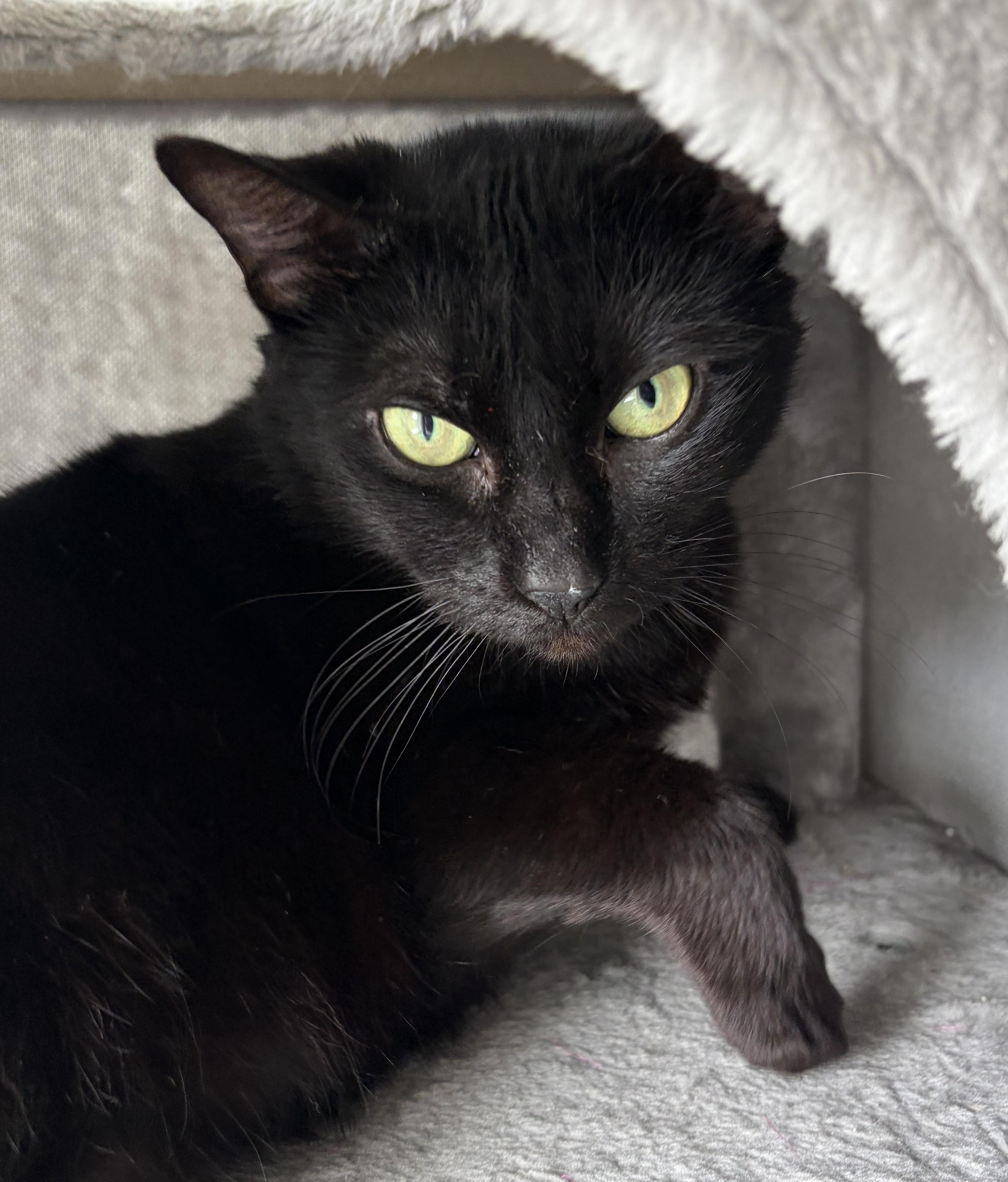 Enlarge Truffle, an adopted Domestic Short Hair in Saanichton, BC image 2/2