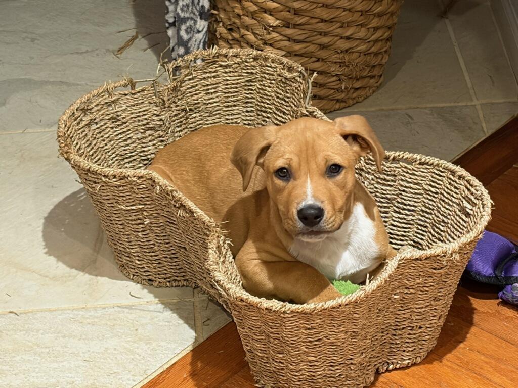 Axel, ADOPTABLE, Puppy Male Mixed Breed.