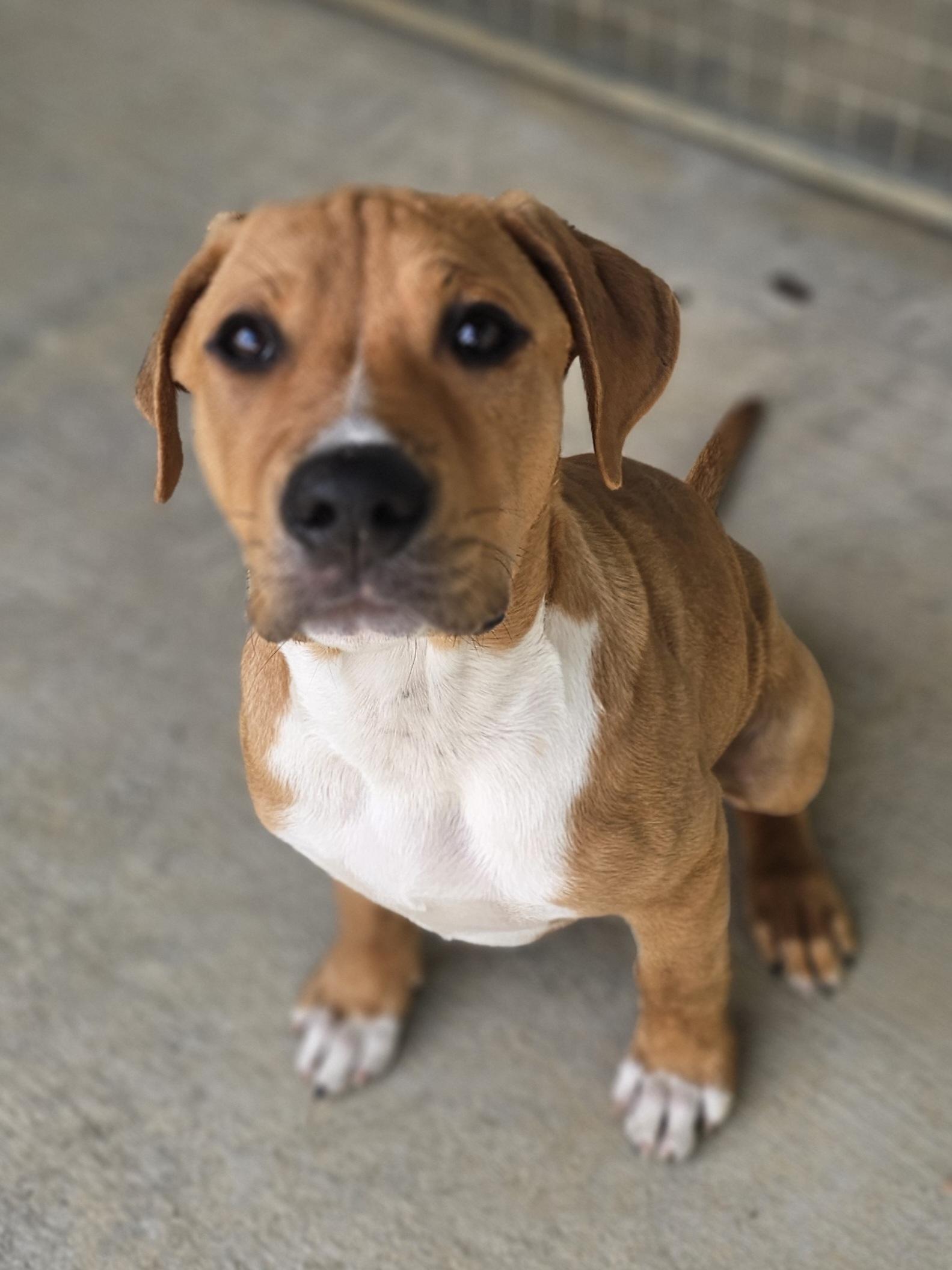 Enlarge Axel, a ADOPTABLE Mixed Breed in Monroe, NC image 1/2