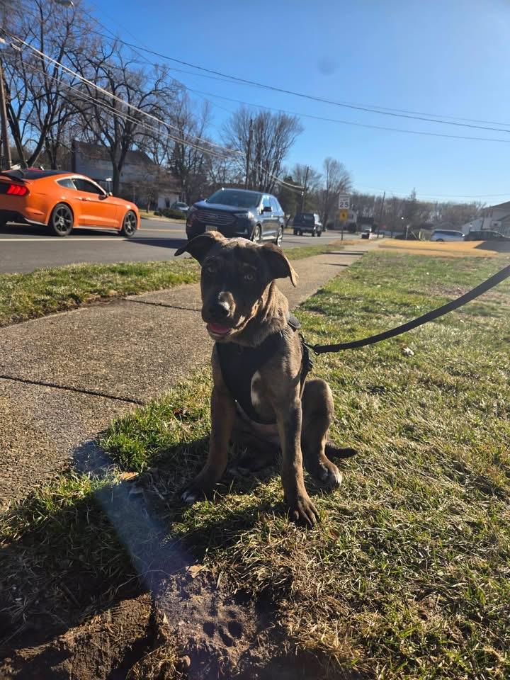 Athena, Adoptable, Puppy Female Catahoula Leopard Dog & Great Pyrenees.