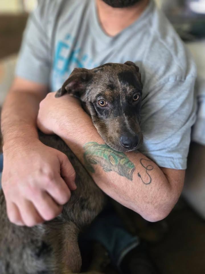 Enlarge Athena, a Adoptable mixed breed in Berlin, NJ image 2/3